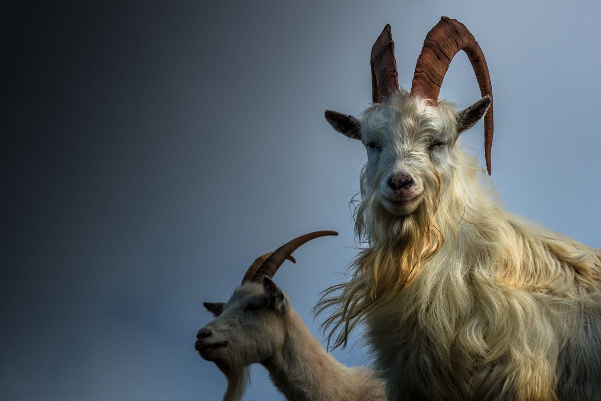 The Kashmiri Goats of the Great Orme — days out from The Rosedene